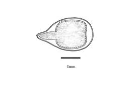   Embryo:   Triumfetta rhomboidea ; Illustration by K. Parker, Kirkbride et al. (2006)
