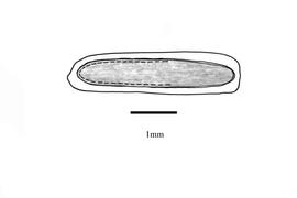  Embryo:    Stachytarpheta indica ; Illustration by K. Parker, Kirkbride et al. (2006)
