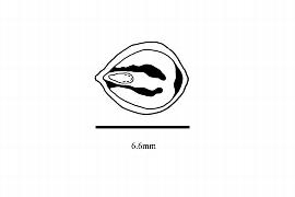   Embryo:   Cissus quadrangularis ; Illustration by K. Parker, Kirkbride et al. (2006)
