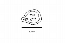   Embryo:   Vitis amurensis ; Illustration by K. Parker, Kirkbride et al. (2006)
