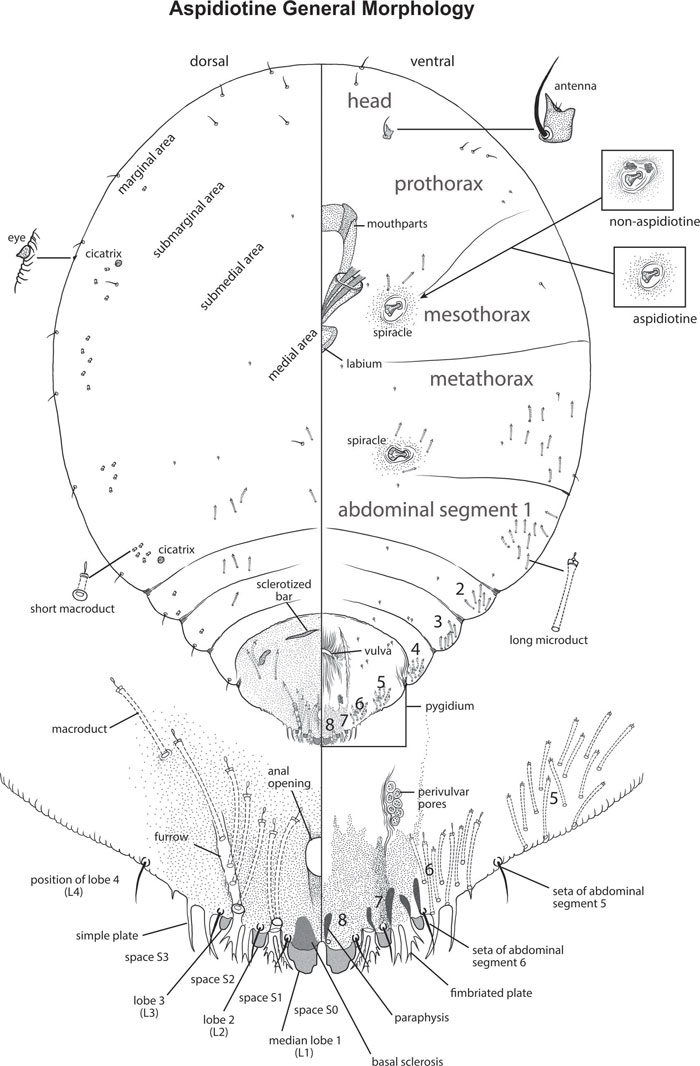 aspidiotine general morphology