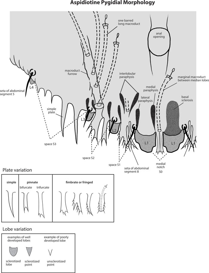 aspidiotine pygidial morphology