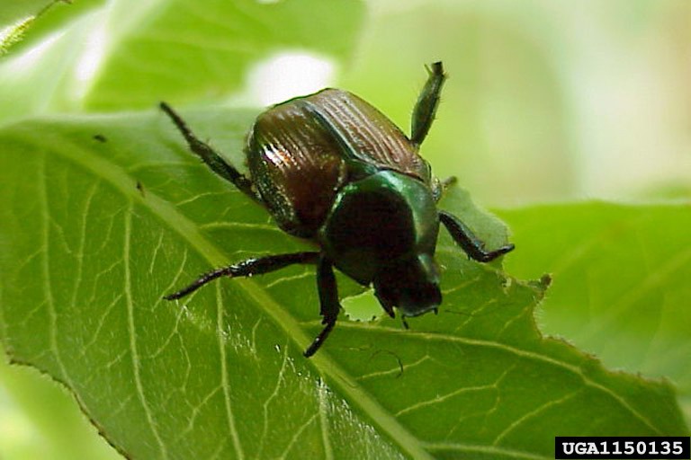Japanese Beetle | AQI pest guides