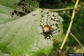  Japanese beetle adult; photo by Chuck Bargeron, University of Georgia, Bugwood.org 
