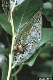  Japanese beetle; photo bynbsp;Jerry A. Payne, USDA Agricultural Research Service, Bugwood.org 
