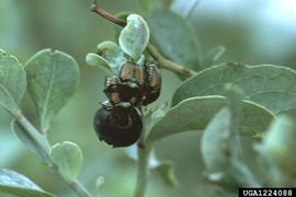  Japanese beetle; photo bynbsp;Jerry A. Payne, USDA Agricultural Research Service, Bugwood.org 
