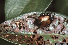  Japanese beetle damage to blueberry; photo bynbsp;Jerry A. Payne, USDA Agricultural Research Service, Bugwood.org 
