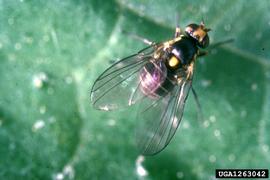  Pea leafminer adult; photo by Central Science Laboratory, Harpenden, British Crown, Bugwood.org 
