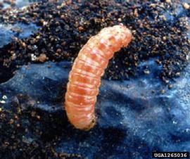  False codling moth larva; photo by Tertia Grové, Institute for Tropical and Subtropical Crops, Bugwood.org 
