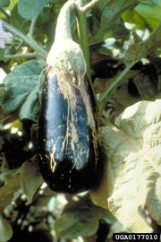  Melon thrips damage to eggplant fruit; photo by J. Guyot, INRA, Pointe-à-Pitre, Bugwood.org 
