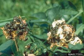  Japanese beetle adults feeding on rose flowers; photo bynbsp;European and Mediterranean Plant Protection Organization , Bugwood.org 

