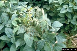  Japanese beetles feeding on soybean; photo bynbsp;USDA Agricultural Research Service, Bugwood.org 
