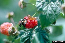  Japanese beetle on raspberry fruit; photo bynbsp;European and Mediterranean Plant Protection Organization, Bugwood.org 
