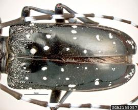  Citrus longhorned beetle adult elytra; photo by Pest and Diseases Image Library, Bugwood.org 
