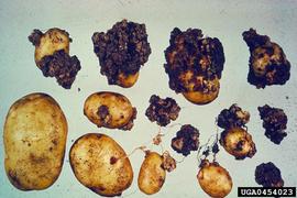  Potato wart disease symptoms; photo by Central Science Laboratory, Harpenden, British Crown, Bugwood.org 
