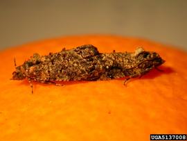  False codling moth adults mating on citrus; photo by J.H. Hofmeyr, Citrus Research International, Bugwood.org  
