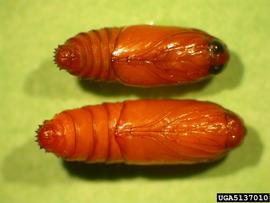  False codling moth pupae; photo by J.H. Hofmeyr, Citrus Research International, Bugwood.org 
