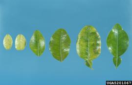  Citrus green diseases symptoms on leaves; photo by Jeffrey W. Lotz, Florida Department of Agriculture and Consumer Services, Bugwood.org 
