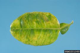  Citrus green diseases symptoms on leaf; photo by Jeffrey W. Lotz, Florida Department of Agriculture and Consumer Services, Bugwood.org 
