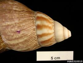  Giant African snail shell; photo by Pest and Diseases Image Library, Bugwood.org 
