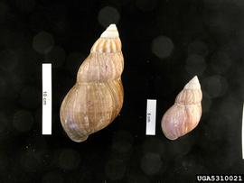  Giant African snail size range of adults; photo by Pest and Diseases Image Library, Bugwood.org 
