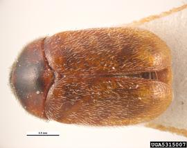  Khapra beetle adult male; Pest and Diseases Image Library, Bugwood.org 
