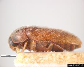  Khapra beetle, lateral view; photo by Pest and Diseases Image Library , Bugwood.org 
