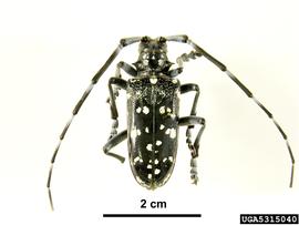  Citrus longhorned beetle adult, dorsal view; photo by Pest and Diseases Image Library, Bugwood.org 
