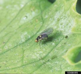  Pea leafminer adult; photo by Merle Shepard, Gerald R.Carner, and P.A.C Ooi, Insects and their Natural Enemies Associated with Vegetables and Soybean in Southeast Asia, Bugwood.org 
