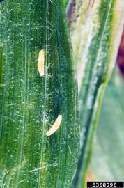  Pea leafminer larva; photo by Merle Shepard, Gerald R.Carner, and P.A.C Ooi, Insects and their Natural Enemies Associated with Vegetables and Soybean in Southeast Asia, Bugwood.org 
