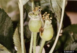  Light brown apple moth larva on apple; photo by Department of Primary Industries and Water, Tasmania, Bugwood.org 
