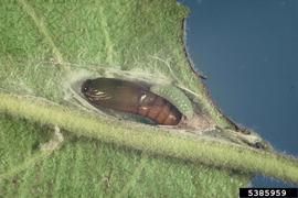  Light brown apple moth pupa and larva; photo by Department of Primary Industries and Water, Tasmania, Bugwood.org 
