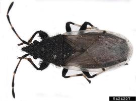  Cottonseed bug adult; photo by Laura Loru, ISE-CNR, Bugwood.org 
