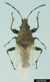  Cottonseed bug adult; photo by Julieta Brambila, USDA APHIS PPQ 
