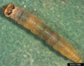  Tomato leafminer larva; photo by Marja van der Straten, NVWA Plant Protection Service, Bugwood.org 
