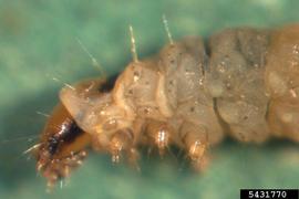  Tomato leafminer larva; photo by Marja van der Straten, NVWA Plant Protection Service, Bugwood.org 
