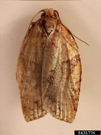  Light brown apple moth adult, dorsal view; photo by Julieta Brambila, USDA APHIS PPQ, Bugwood.org 
