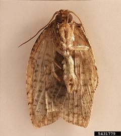  Light brown apple moth adult, ventral view; photo by Julieta Brambila, USDA APHIS PPQ, Bugwood.org 
