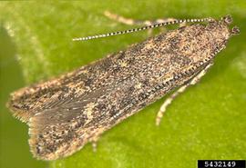  Tomato leafminer adult; photo by Marja van der Straten, NVWA Plant Protection Service, Bugwood.org 
