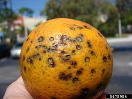  Citrus Black Spot 
