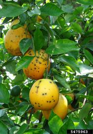  Citrus Black Spot 
