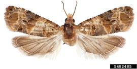  European grapevine moth adult; photo by Todd Gilligan and Marc Epstein, TortAI: Tortricids of Agricultural Importance, USDA APHIS PPQ 
