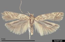  Tomato leafminer adult; photo by James Hayden, FDACS Division of Plant Industry, Microlepidoptera on Solanaceae, USDA APHIS PPQ, Bugwood.org 
