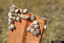  Eastern heath snail; photo by Ian Foley, Montana Department of Agriculture, Bugwood.org 
