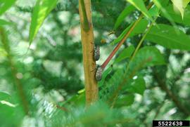  Spotted lanternfly adults on tree-of-heaven; photo by Lawrence Barringer, Pennsylvania Department of Agriculture, Bugwood.org 
