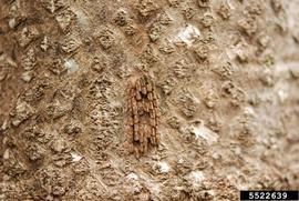  Spotted lanternfly egg mass on tree-of-heaven; photo by Lawrence Barringer, Pennsylvania Department of Agriculture, Bugwood.org 
