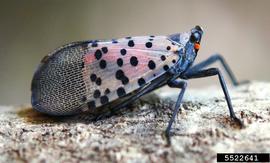  Spotted lanternfly adult on tree-of-heaven; photo by Lawrence Barringer, Pennsylvania Department of Agriculture, Bugwood.org 
