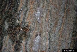  Spotted lanternfly damage to tree-of-heaven; photo by Pennsylvania Department of Agriculture, Bugwood.org 
