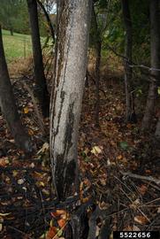  Spotted lanternfly damage to tree-of-heaven; photo by Pennsylvania Department of Agriculture, Bugwood.org 
