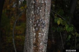  Spotted lanternfly adults with damage on tree-of-heaven; photo by Pennsylvania Department of Agriculture, Bugwood.org 
